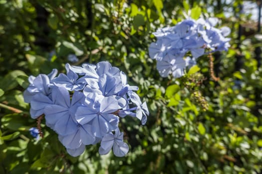 Kap-Bleiwurz (Plumbago auriculata, Syn. Plumbago capensis) - blühend, Fataga, Gran Canaria, Spanien
