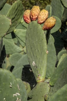 Feigenkaktus (Opuntia ficus-indica) mit Früchten, Fataga, Gran Canaria, Spanien
