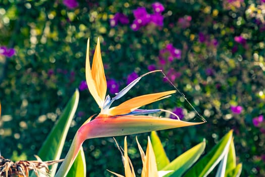 scenic bird of paradise flower - strelicia - in morning light