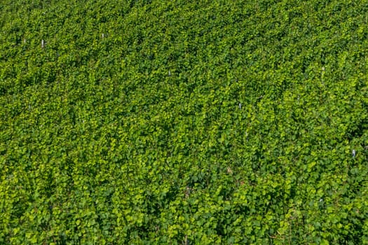 scenic green background of vineyard in the Mosel area