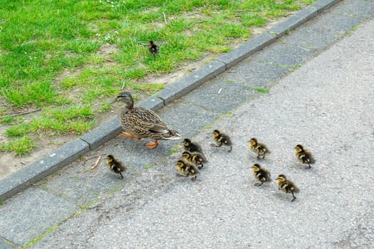 duck family with small chicks crossing a pedestrian way