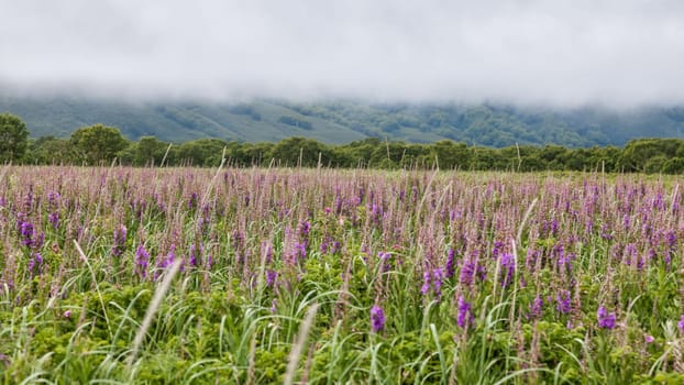 Flora of Kamchatka. Forests and fields. Nature of Kamchatka. Landscapes and magnificent views of the Kamchatka Peninsula.