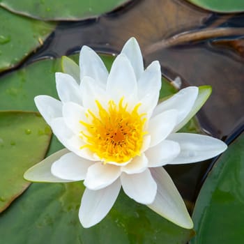 beautiful blooming white water lily in the lake