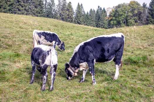 holstein cows in the Alsace region of Soultzeren in france grasing at the alpine meadow