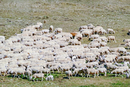 sheeps grazing at the meadow in the italian Alps, Italy