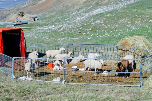 sheeps grazing at the meadow in the italian Alps, Italy