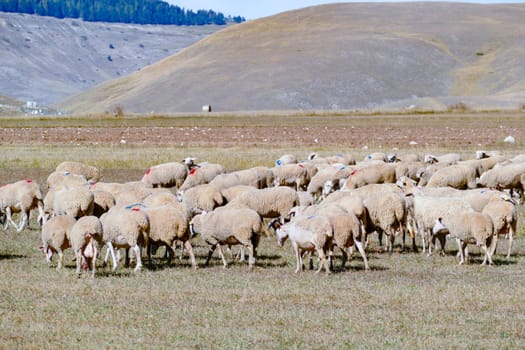 sheeps grazing at the meadow in the italian Alps, Italy
