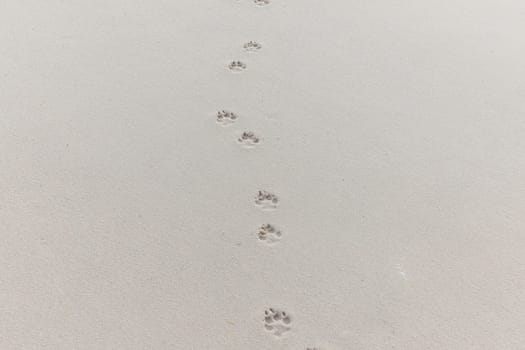 footsteps of a dog at the sandy beach