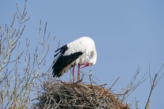 stork breeding in his nest under blue sky