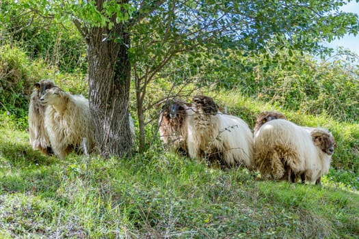 flock of horned heath with large wool skin in the landscape
