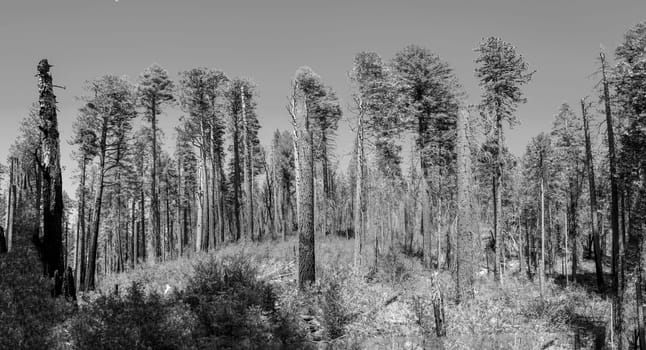 scenic sequoia trees in the yosemite national park, USA