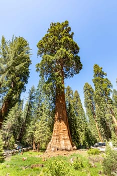 huge sequoia tree in giant forest area in the sequoia tree national park, USA