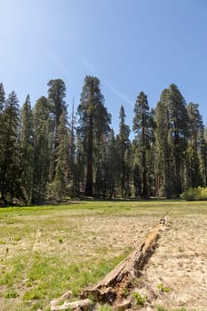 huge sequoia trees at the place called meadow in Sequoia tree national park, USA