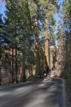 huge sequoia trees at the place called meadow in Sequoia tree national park, USA