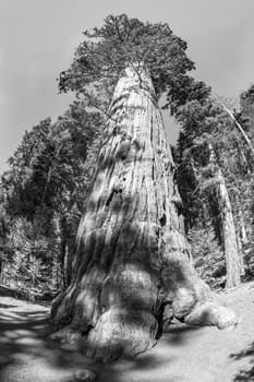 huge sequoia trees at the place called meadow in Sequoia tree national park, USA