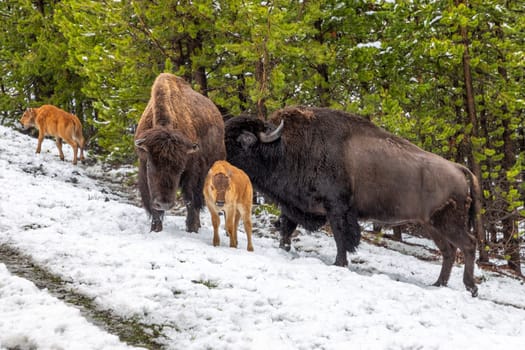 Bison family with yyoung oung calf at the Yellowstone park
