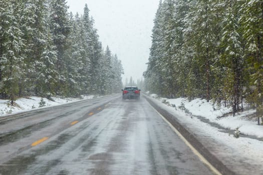 car driving in snowfall in winter thru the Yellowstone national park , USA