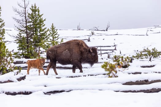 Bison family with young  calf at the Yellowstone park in Winter in snowfall