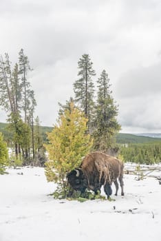 bison looking for a place to rest i the snow covered yellowstone national park, USA