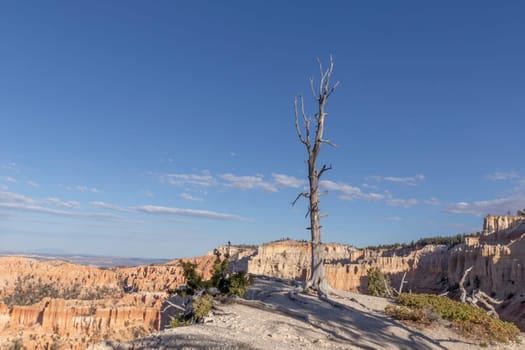dry dead tree at the top of a cliff in the Bryce Canyon national park, USA