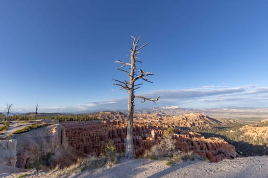 dry dead tree at the top of a cliff in the Bryce Canyon national park, USA
