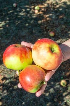 picking delicious Elstar and Gala apples at the apple tree under blue sky