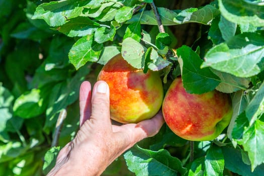 picking delicious Elstar and Gala apples at the apple tree under blue sky
