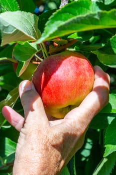 picking delicious Elstar and Gala apples at the apple tree under blue sky