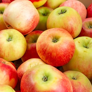 delicious Elstar and Gala apples at the apple tree under blue sky