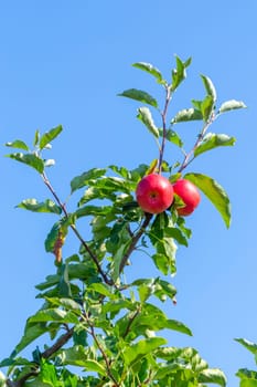 delicious Elstar and Gala apples at the apple tree under blue sky