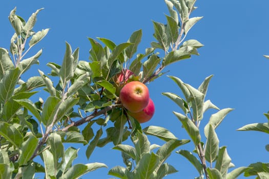 delicious Elstar and Gala apples at the apple tree under blue sky