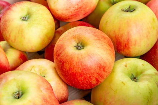 delicious Elstar and Gala apples at the apple tree under blue sky