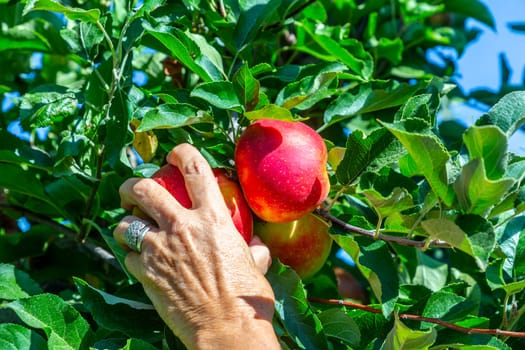 picking delicious Elstar and Gala apples at the apple tree under blue sky