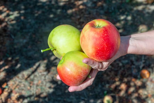 picking delicious Elstar and Gala apples at the apple tree under blue sky