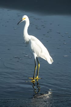 heron with white feather enjoy the day at the sandy beach in Alajuela