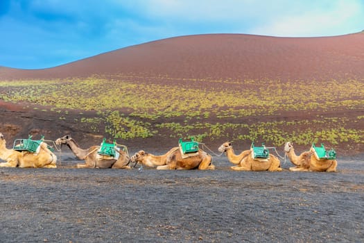 camels at a parking lot in Timanfaya national park wait for tourists to offer short volcano camel rides, Lanzarote, Spain