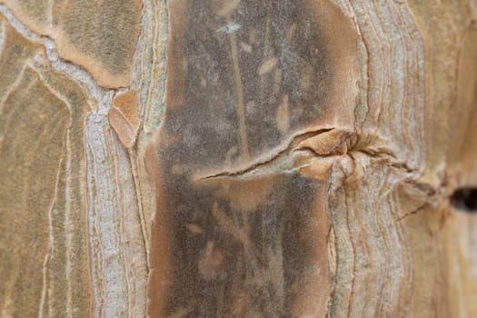 detail of structure in the bark of a tropical palm tree with association of birds and leaves