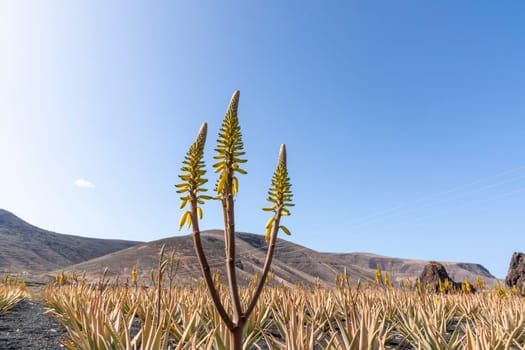 Aloe Vera plant ready for harvest at a field in Lanzarote, Spain