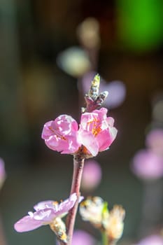 detail of cherry tree bud in spring time with soft background