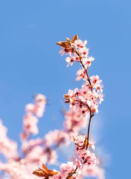 detail of blooming cherry bud. like sakura in harmony