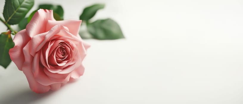 Elegant pink rose with copy space. Created using AI generated technology and image editing software.