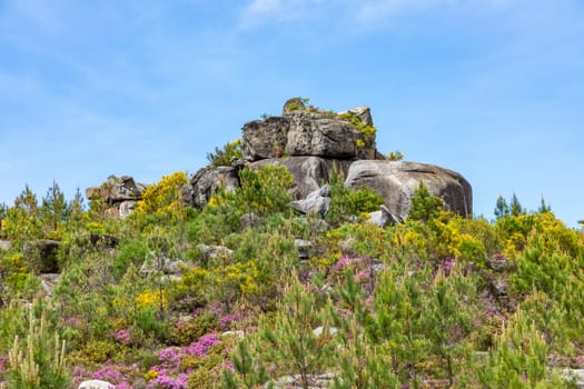 stone formation and blooming mountain flowers at  Nationalpark Peneda-Geres, Braga, Portugal