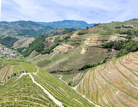 in northern Portugal near Braga small vineyards in terrace organisation cover the area in the landscape,Portugal