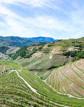 in northern Portugal near Braga small vineyards in terrace organisation cover the area in the landscape,Portugal
