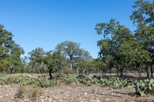 desert landscape near Kendalia with dry trees, Texas, USA