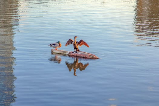 heron and duck resting in early morning light at a garbage object in river Colorado