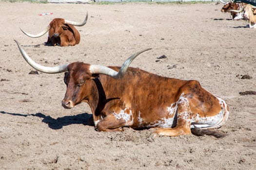 longhorns in the gate at stockyards in Fort worth, Texas, USA