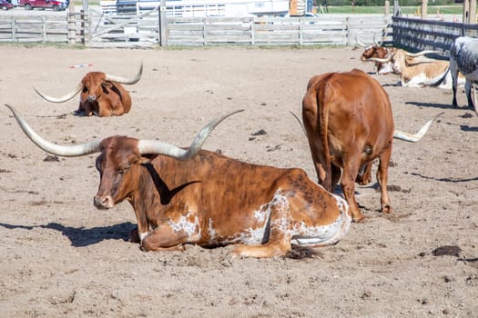 longhorns in the gate at stockyards in Fort worth, Texas, USA