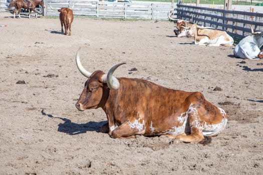 longhorns in the gate at stockyards in Fort worth, Texas, USA