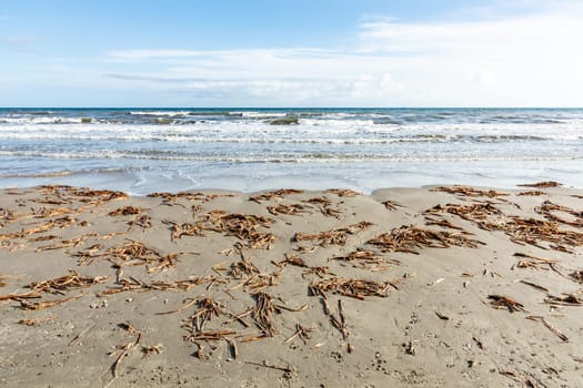 low tide beach at Galveston, Texas, USA with plants driven to the beach by the sea, Texas, USA